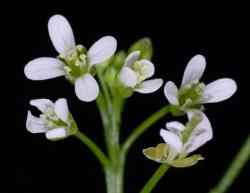 Cardamine flexuosa. Flowers.
 Image: P.B. Heenan © Landcare Research 2019 CC BY 3.0 NZ